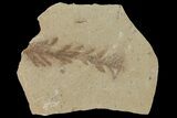 Dawn Redwood (Metasequoia) Fossil - Montana #126616-1